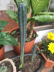 Cereeae
