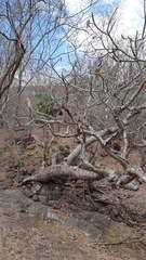 Pseudobombax palmeri