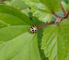 Harmonia eucharis