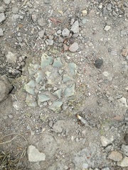 Ariocarpus retusus retusus
