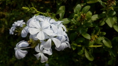 Plumbago auriculata
