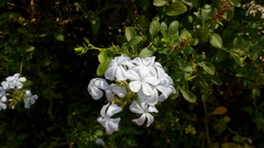 Plumbago auriculata