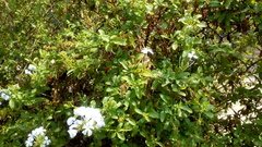 Plumbago auriculata