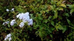Plumbago auriculata
