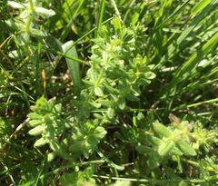 Cruciata pedemontana