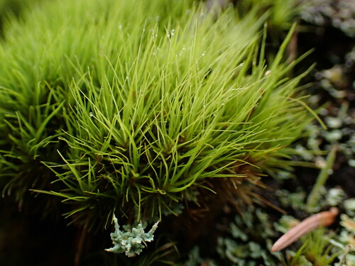 Image of Dicranum tauricum by no rights reserved