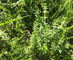 Cruciata pedemontana
