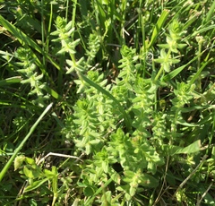 Cruciata pedemontana