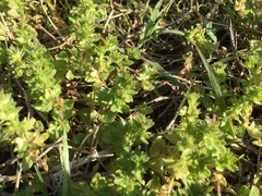 Cruciata pedemontana