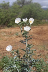 Argemone glauca