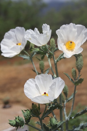 Smooth pricklypoppy (Argemone glauca)