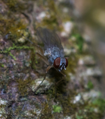 Coenosiinae