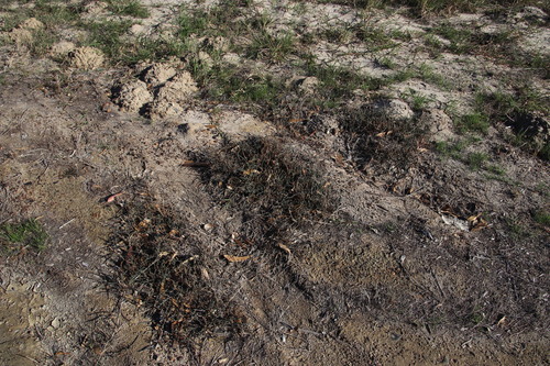 Image of Salicornia capensis by (c) Tony Rebelo, some rights reserved (CC BY-SA)