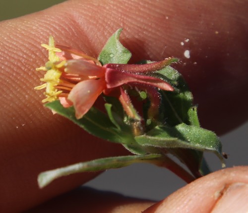 Image of Oenothera indecora by (c) Tony Rebelo, some rights reserved (CC BY-SA)