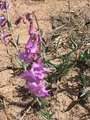 Penstemon secundiflorus