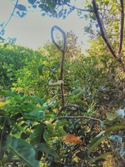 Dalbergia obovata