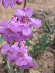 Penstemon secundiflorus