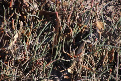 Salicornia capensis