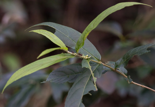 Callicarpa brevipes