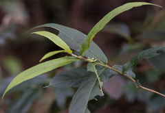 Callicarpa brevipes