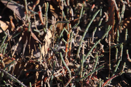 Image of Salicornia capensis by (c) Tony Rebelo, some rights reserved (CC BY-SA)