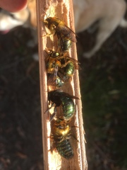 Xylocopa aerata