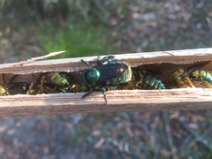 Xylocopa aerata