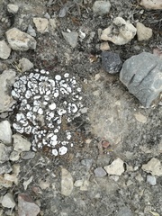 Psoraceae