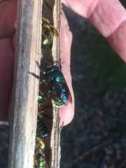 Xylocopa aerata