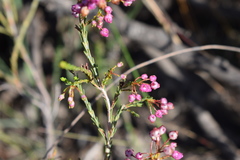Erica ferrea