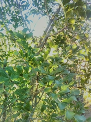 Ptaeroxylon obliquum