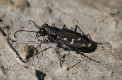 Cicindela oregona oregona