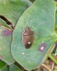 Holcostethus sphacelatus