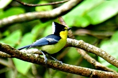Machlolophus holsti