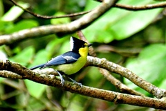 Machlolophus holsti