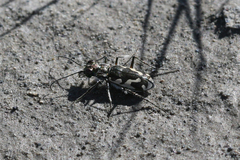 Cicindela willistoni