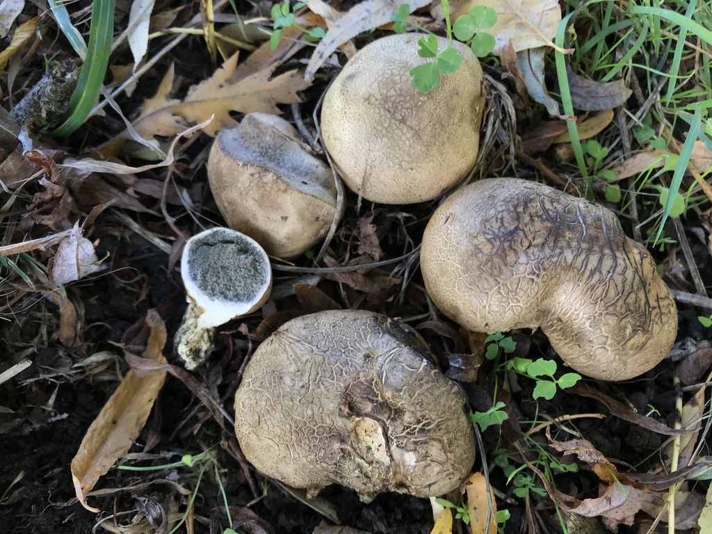 Potato Earthball