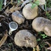 Potato Earthball - Photo (c) Christian Schwarz, some rights reserved (CC BY-NC), uploaded by Christian Schwarz