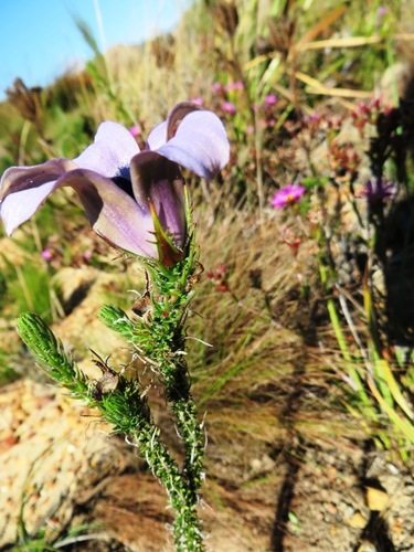 Image of Blackrim Bell (Roella incurva) by (c) linkie, some rights reserved (CC BY)
