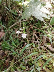 Epidendrum fimbriatum