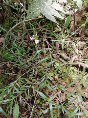 Epidendrum fimbriatum