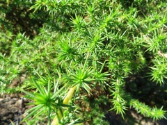 Aspalathus astroites