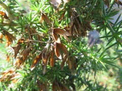 Aspalathus astroites