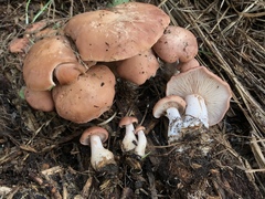 Rhodocybe piperita