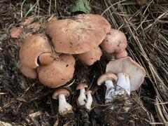Rhodocybe piperita