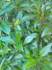 Tricalysia capensis