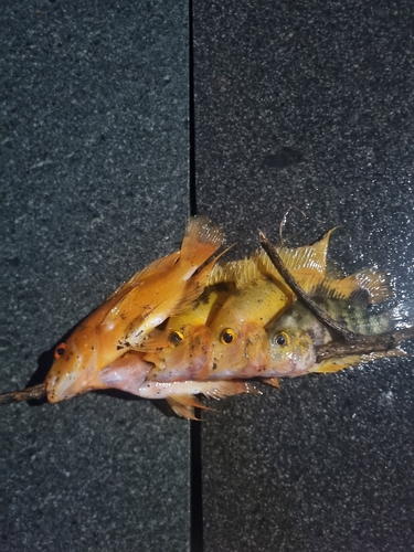 Amphilophus labiatus