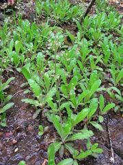 Micranthes micranthidifolia