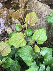 Ampelopsis glandulosa heterophylla