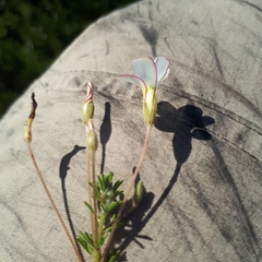Oxalis tenuifolia